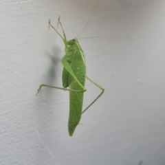 Caedicia sp. (genus) at Shelburne, QLD - 25 Jul 2024 10:03 PM