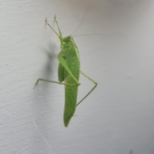 Caedicia sp. (genus) at Shelburne, QLD - 25 Jul 2024 10:03 PM