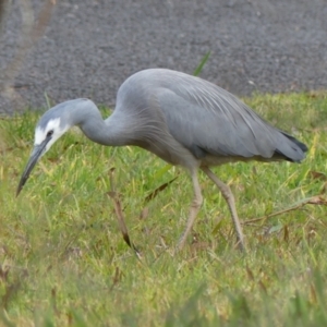 Egretta novaehollandiae at Braemar, NSW - 25 Jul 2024