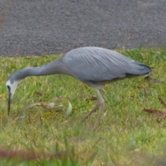 Egretta novaehollandiae at Braemar, NSW - 25 Jul 2024