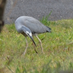 Egretta novaehollandiae at Braemar, NSW - 25 Jul 2024 11:04 AM