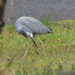 Egretta novaehollandiae at Braemar, NSW - 25 Jul 2024