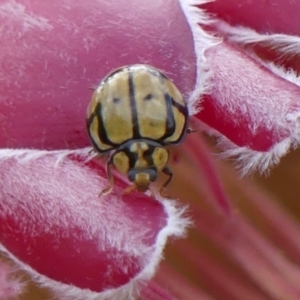 Harmonia testudinaria at Braemar, NSW - 25 Jul 2024