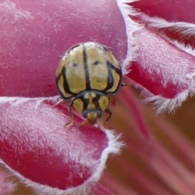 Harmonia testudinaria (Tortoise-shelled ladybird) at Braemar, NSW - 25 Jul 2024 by Curiosity