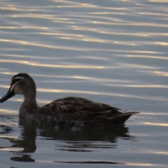 Anas superciliosa (Pacific Black Duck) at Richmond, QLD - 25 Jul 2024 by lbradley