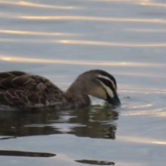 Anas superciliosa at Richmond, QLD - 26 Jul 2024