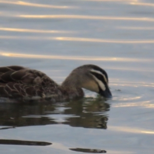 Anas superciliosa at Richmond, QLD - 26 Jul 2024