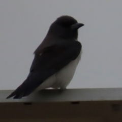 Artamus leucorynchus (White-breasted Woodswallow) at Richmond, QLD - 25 Jul 2024 by lbradley