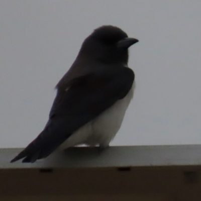Artamus leucorynchus (White-breasted Woodswallow) at Richmond, QLD - 26 Jul 2024 by lbradley