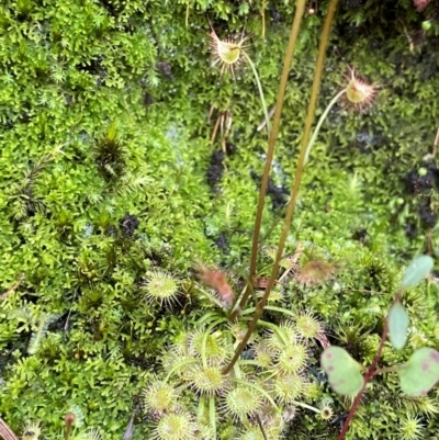 Drosera (genus) (A Sundew) at Bulee, NSW - 24 Jul 2024 by JaneR