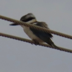 Todiramphus pyrrhopygius at Richmond, QLD - 26 Jul 2024