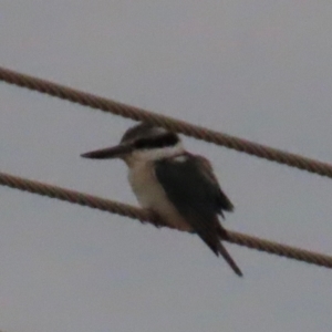 Todiramphus pyrrhopygius at Richmond, QLD - 26 Jul 2024