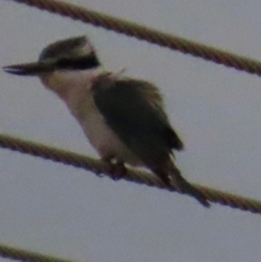 Todiramphus pyrrhopygius at Richmond, QLD - 26 Jul 2024