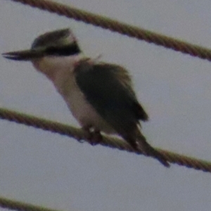 Todiramphus pyrrhopygius at Richmond, QLD - 26 Jul 2024