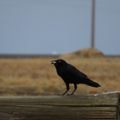 Corvus coronoides (Australian Raven) at Richmond, QLD - 25 Jul 2024 by lbradley