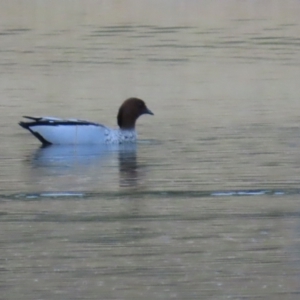 Chenonetta jubata at Richmond, QLD - 26 Jul 2024