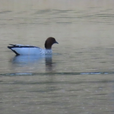 Chenonetta jubata (Australian Wood Duck) at Richmond, QLD - 25 Jul 2024 by lbradley