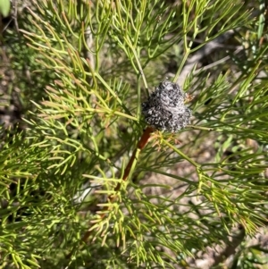 Isopogon anethifolius at Sassafras, NSW - 24 Jul 2024 11:08 AM