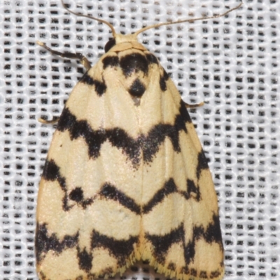 Unidentified Tiger moth (Arctiinae) at Sheldon, QLD - 8 Mar 2024 by PJH123