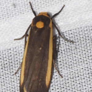 Brunia replana at Sheldon, QLD - 8 Mar 2024