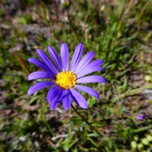 Calotis scabiosifolia var. integrifolia at Mount Clear, ACT - 15 Nov 2020