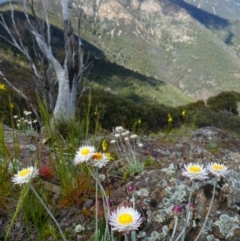 Leucochrysum alpinum (Alpine Sunray) at Kambah, ACT - 18 Nov 2020 by MB