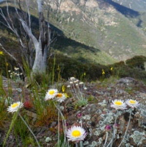 Leucochrysum alpinum at Kambah, ACT - 18 Nov 2020