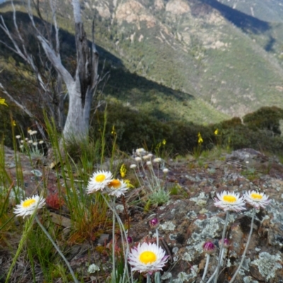 Leucochrysum alpinum (Alpine Sunray) at Kambah, ACT - 18 Nov 2020 by MB