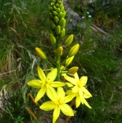 Bulbine glauca at Kambah, ACT - 17 Nov 2020 by MB