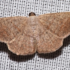 Casbia rectaria (Pomaderris Moth) at Sheldon, QLD - 8 Mar 2024 by PJH123