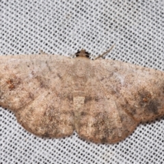 Casbia rectaria (Pomaderris Moth) at Sheldon, QLD - 8 Mar 2024 by PJH123