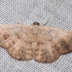 Casbia rectaria (Casbia rectaria) at Sheldon, QLD - 8 Mar 2024 by PJH123