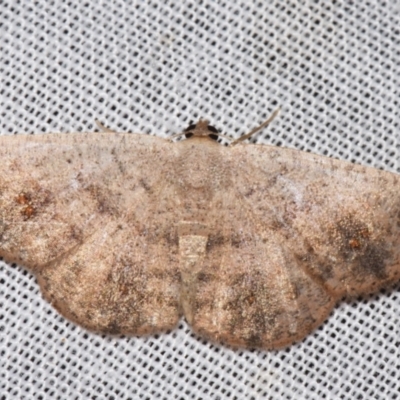 Casbia rectaria (Pomaderris Moth) at Sheldon, QLD - 8 Mar 2024 by PJH123