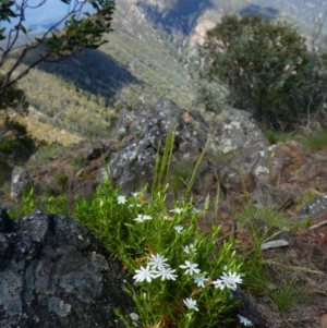 Stellaria pungens (Prickly Starwort) at Kambah, ACT by MB