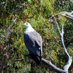 Haliaeetus leucogaster (White-bellied Sea-Eagle) at Woolgarlo, NSW - 23 Nov 2020 by MB