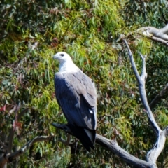 Haliaeetus leucogaster (White-bellied Sea-Eagle) at Woolgarlo, NSW - 24 Nov 2020 by MB