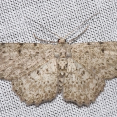 Catoria hemiprosopa (A Geometer moth (Ennominae)) at Sheldon, QLD - 8 Mar 2024 by PJH123