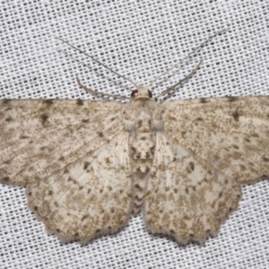 Catoria hemiprosopa at Sheldon, QLD - 8 Mar 2024