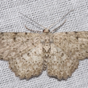 Catoria hemiprosopa (A Geometer moth (Ennominae)) at Sheldon, QLD by PJH123