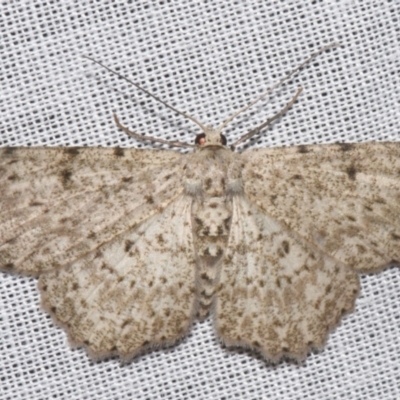 Catoria hemiprosopa (A Geometer moth (Ennominae)) at Sheldon, QLD - 8 Mar 2024 by PJH123
