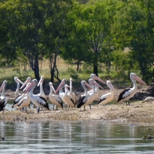 Pelecanus conspicillatus at Good Hope, NSW - 24 Nov 2020