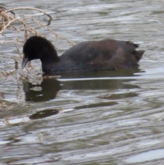 Fulica atra (Eurasian Coot) at Richmond, QLD - 26 Jul 2024 by lbradley