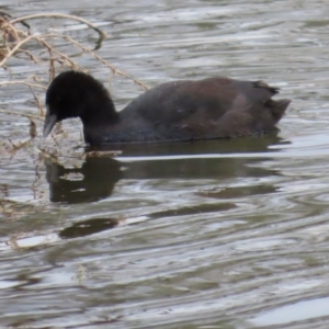 Fulica atra at Richmond, QLD - 26 Jul 2024