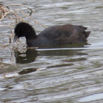 Fulica atra (Eurasian Coot) at Richmond, QLD - 25 Jul 2024 by lbradley