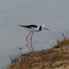 Himantopus leucocephalus (Pied Stilt) at Richmond, QLD - 26 Jul 2024 by lbradley