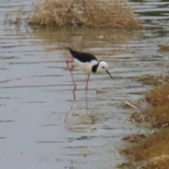 Himantopus leucocephalus at Richmond, QLD - 26 Jul 2024 07:25 AM