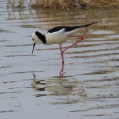 Himantopus leucocephalus at Richmond, QLD - 26 Jul 2024