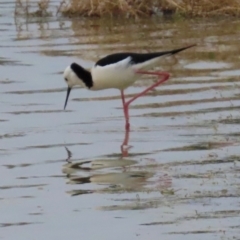 Himantopus leucocephalus at Richmond, QLD - 26 Jul 2024 07:25 AM