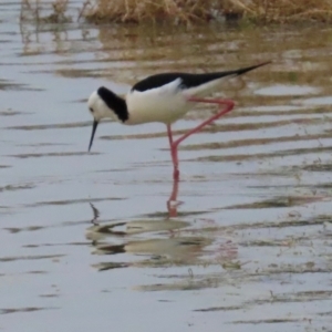 Himantopus leucocephalus at Richmond, QLD - 26 Jul 2024