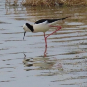 Himantopus leucocephalus at Richmond, QLD - 26 Jul 2024 07:25 AM